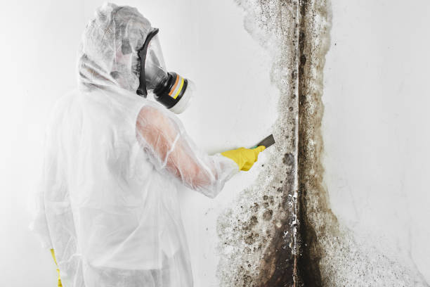 Best Insurance-Related Mold Remediation in Nebo, NC