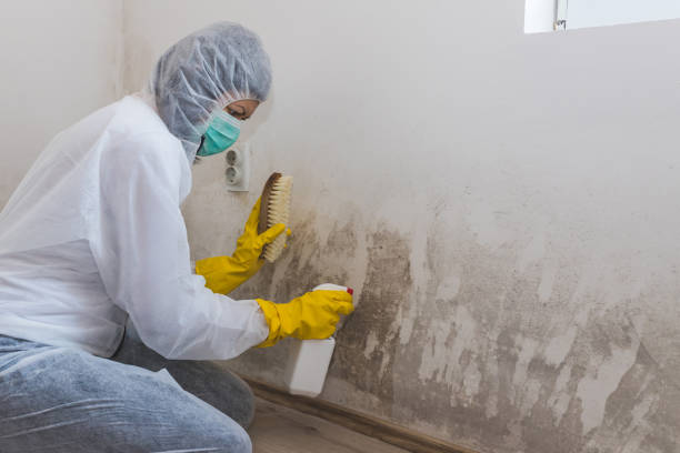 Best Industrial Mold Remediation in Nebo, NC