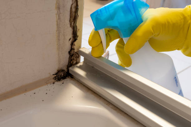 Best Health and Safety Mold Remediation in Nebo, NC