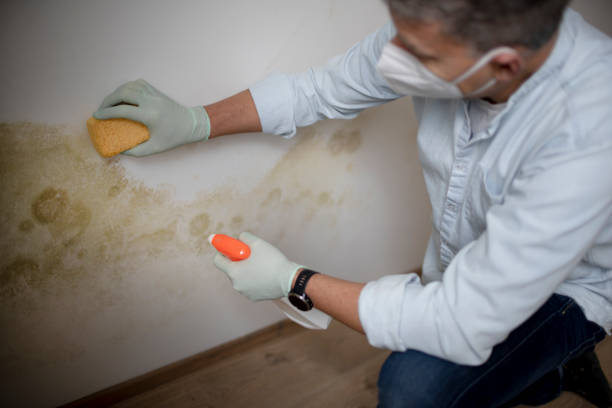 Best Residential Mold Remediation in Nebo, NC