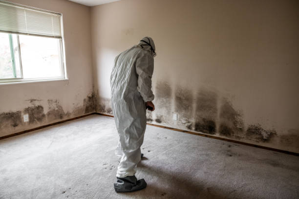 Best Attic Mold Remediation in Nebo, NC