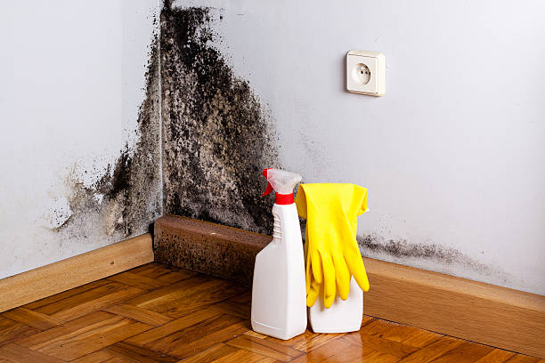  Nebo, NC Mold Removal Pros